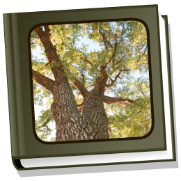A House in a Tree activity screenshot