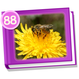 Honey Bee Basics activity screenshot